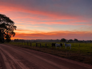 Tutti immaginano il Working Holiday Australia come libertà assoluta. Poi arrivano le farm australiane e una realtà molto più complessa.